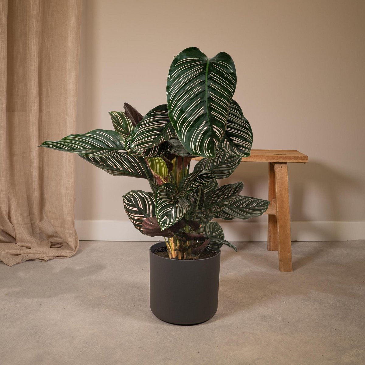 Kamerplant Calathea Ornata Ø19cm 75cm