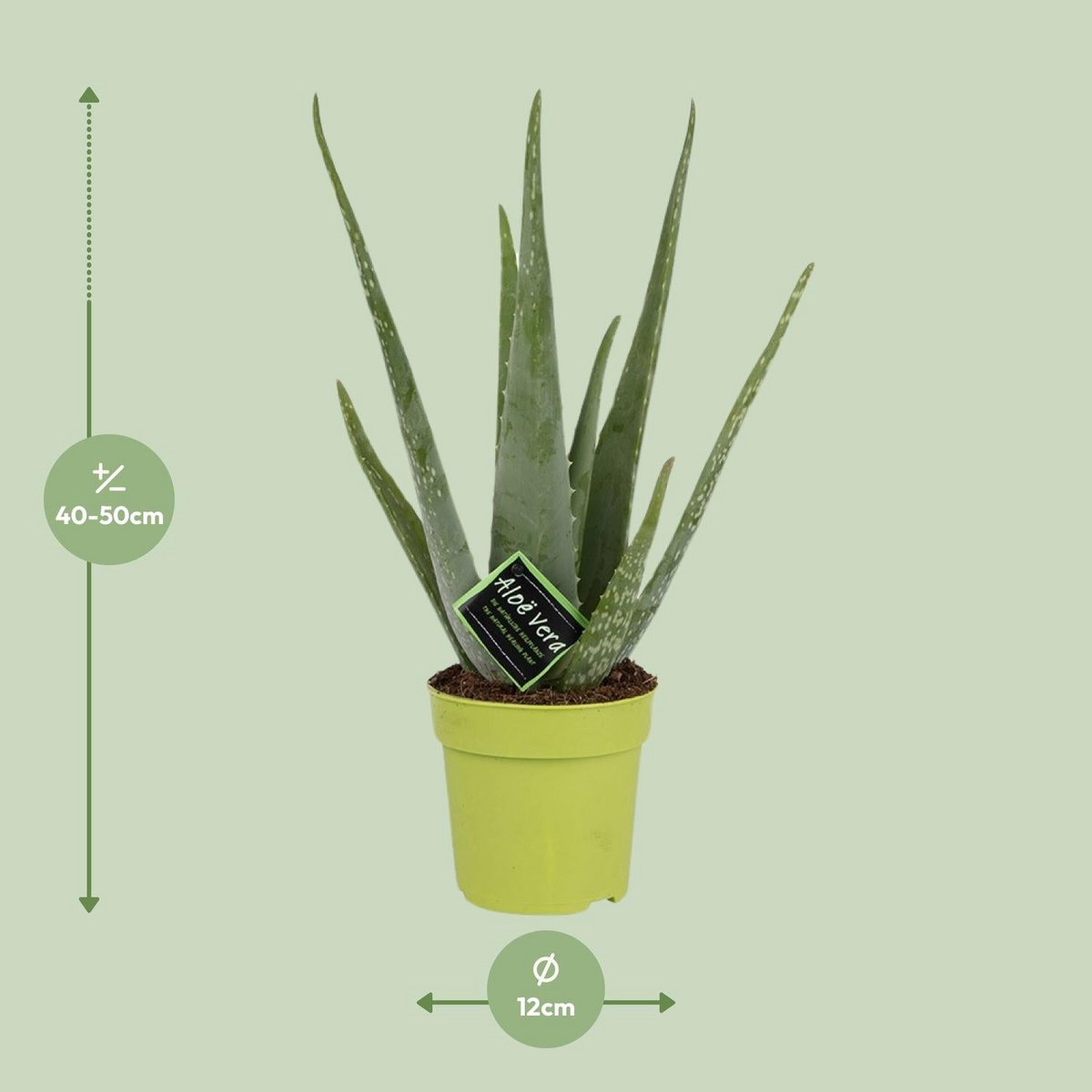 Aloë vera plant 45 cm potmaat Ø12 cm