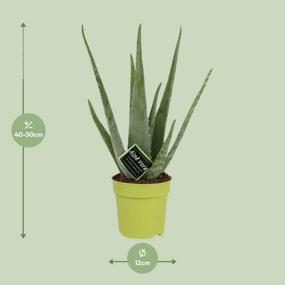 Aloë vera plant 45 cm potmaat Ø12 cm