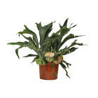 Platycerium bifurcatum kamerplant