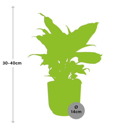 Kamerplant Dieffenbachia Camilla 14 cm roze pot