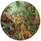 Muurcirkel Ernst Haeckel Dibond/Forex