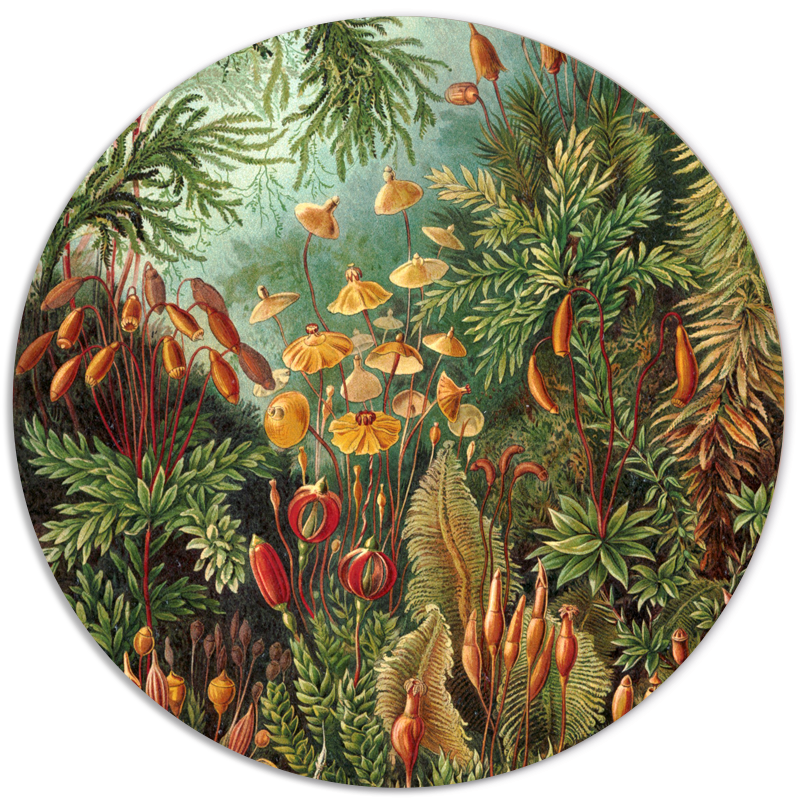 Muurcirkel Ernst Haeckel Dibond/Forex