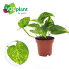 Pothos - Ø12cm - ↕25cm