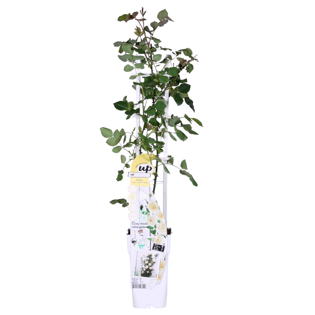 Klimroos 'Vanilla' crème 65 cm