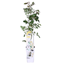 Klimroos 'Vanilla' crème 65 cm