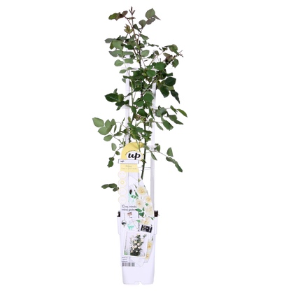 Klimroos 'Vanilla' crème 65 cm