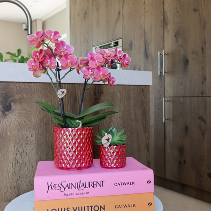 Phalaenopsis orchidee rood in rode sierpot Ø9 cm