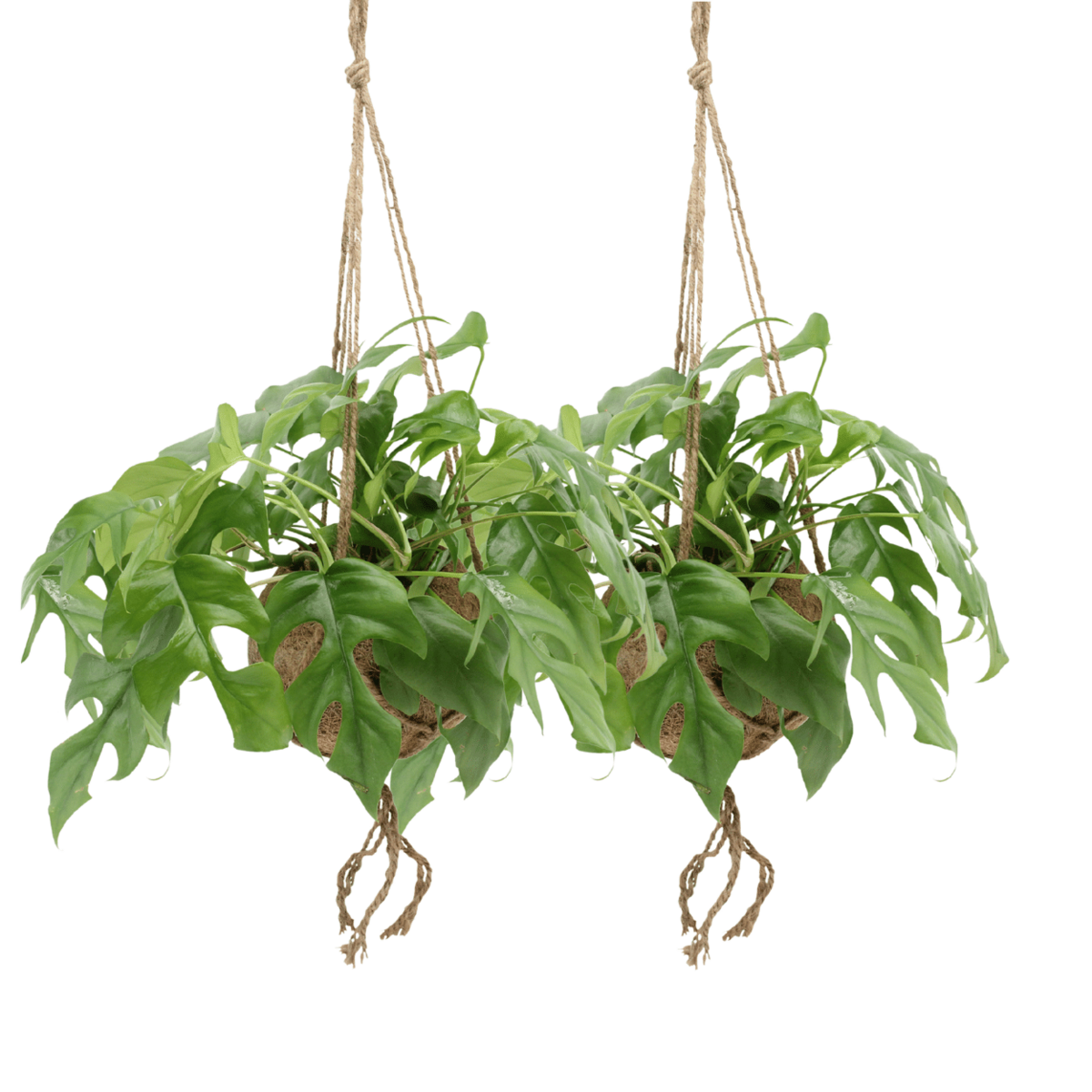 Kokodama Monstera Minima Hang Twee Stuks Gatenplant 15 Cm