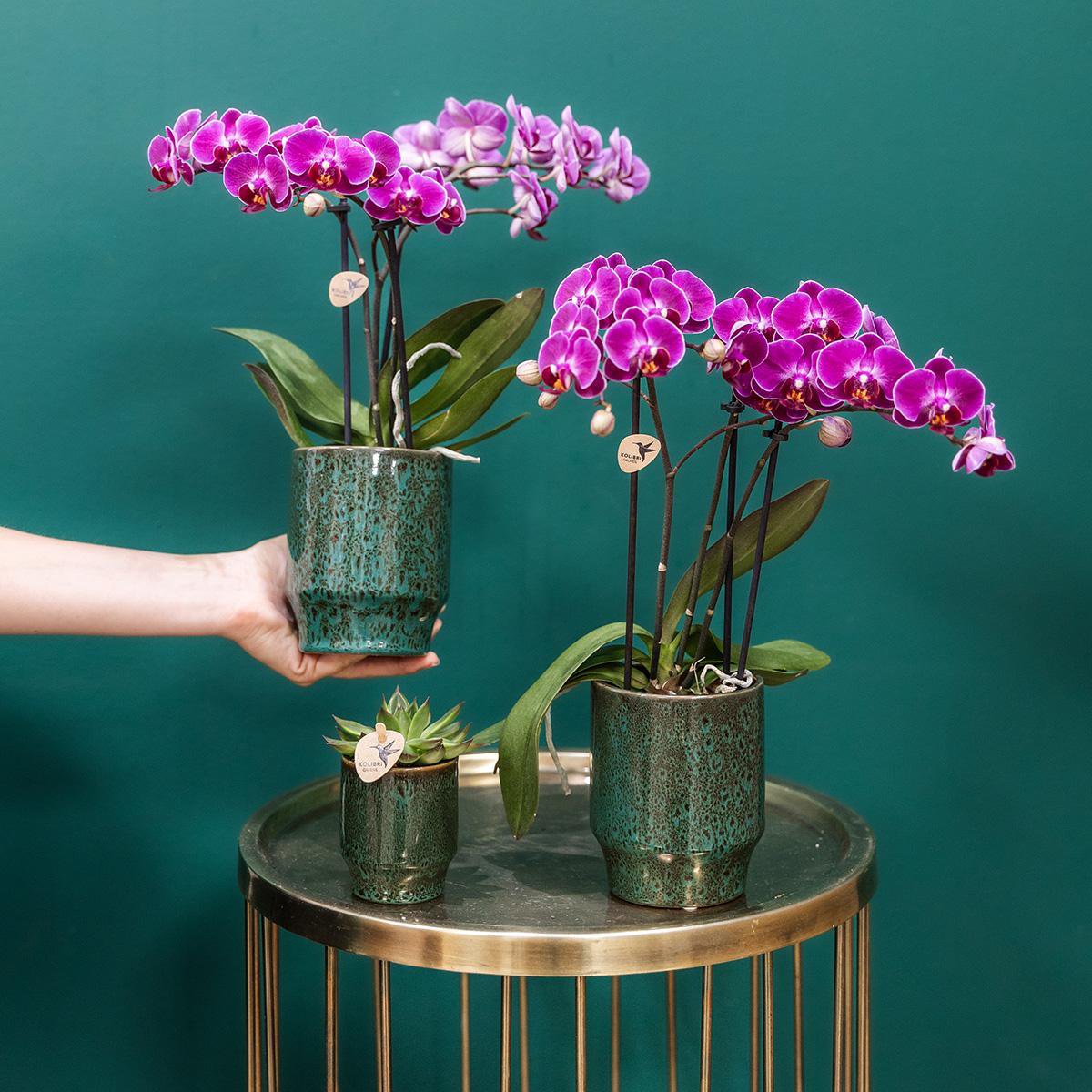 Paarse Phalaenopsis Orchidee in Keramieke Groene Sierpot (Ø9cm)