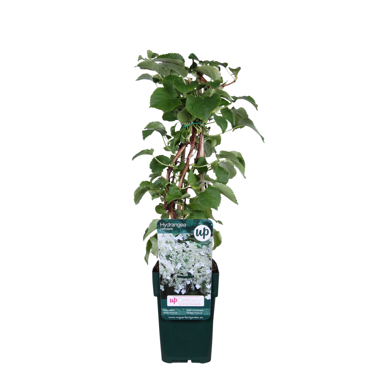 Hydrangea Petiolaris - Klimhortensia - Ø15cm - ↕65cm
