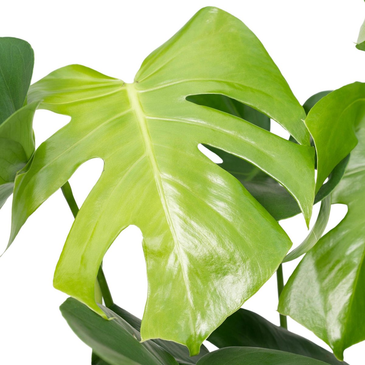 Monstera Deliciosa plant Ø19cm ↕60cm