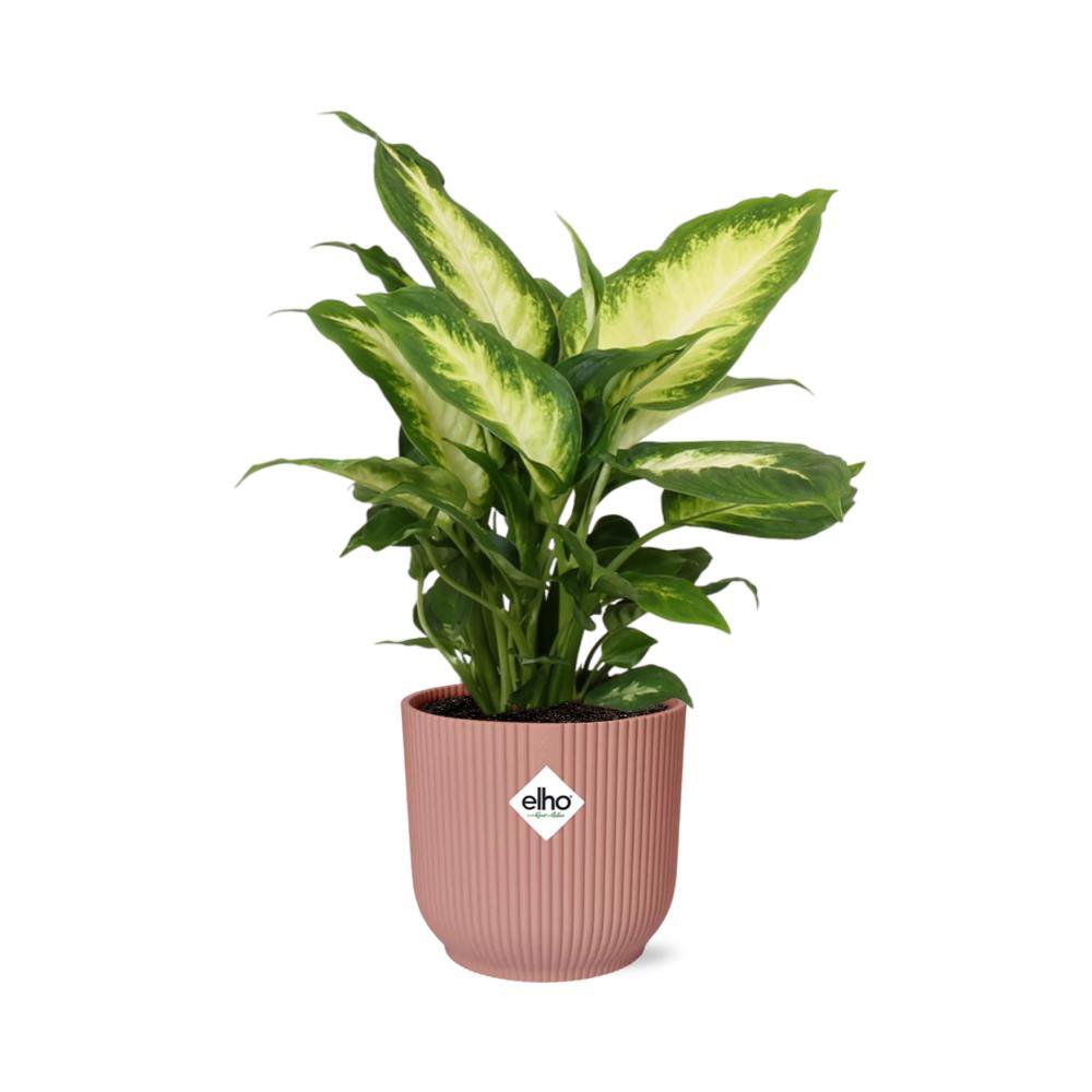 Kamerplant Dieffenbachia Camilla 14 cm roze pot