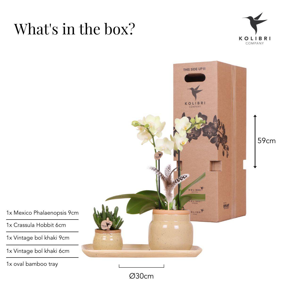Orchidee en groene plantenset in vintage khaki potten met bamboe dienblad