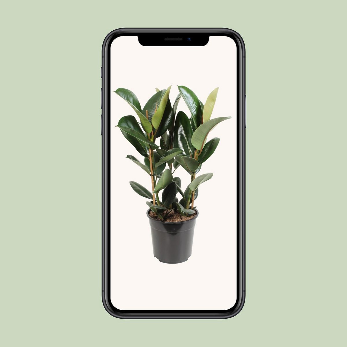 Ficus Elastica Robusta toef 3 stekken 85 cm