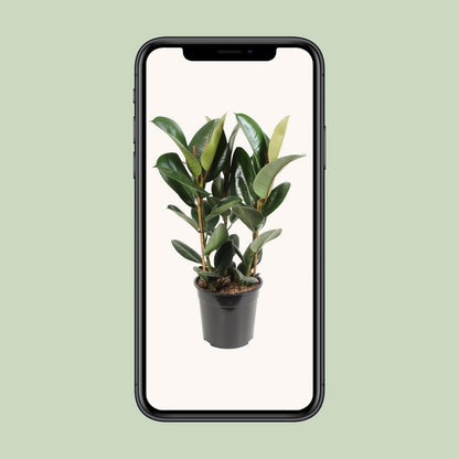 Ficus Elastica Robusta toef 3 stekken 85 cm