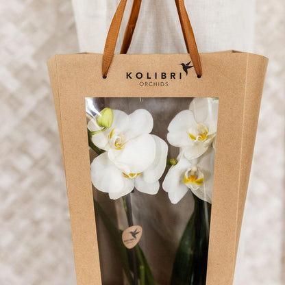 Cadeautasje orchidee 9 cm pot wit
