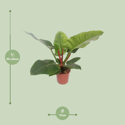 Philodendron Imperial Green kamerplant Ø17cm ↕60cm