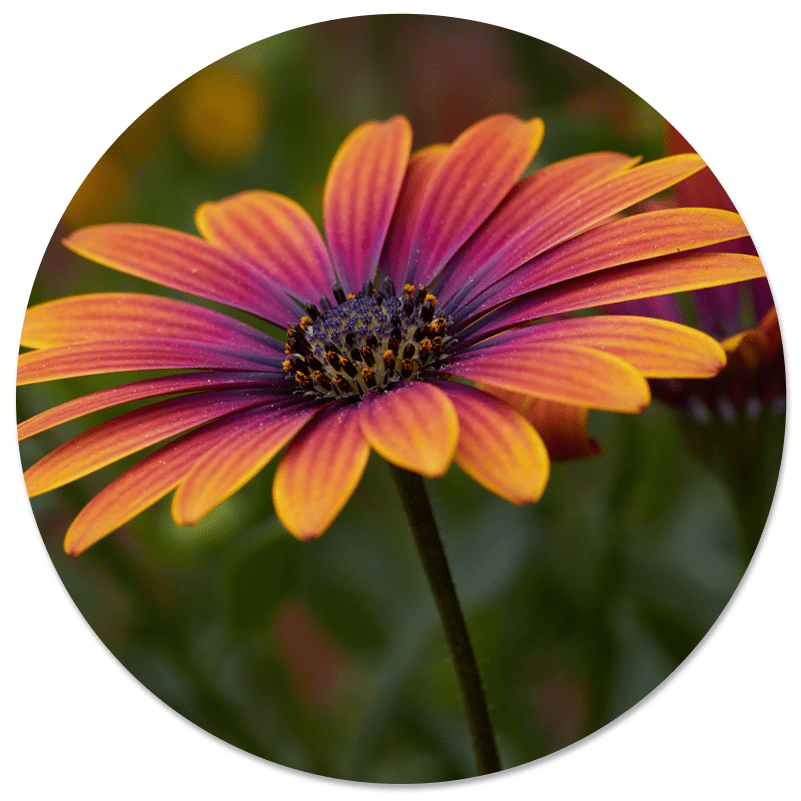 Muurcirkel flowertastic