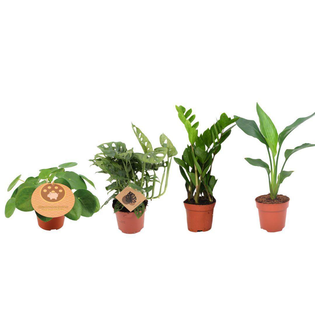 Plantenbox 4 stuks Ø12cm H20-40cm