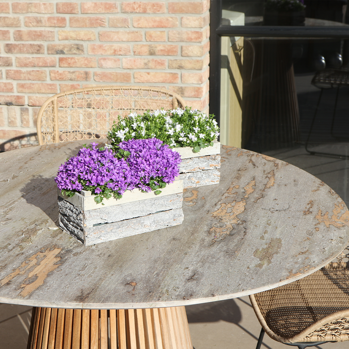 Twee Paarse Campanula Planten in Houten Kist – Vaste Tuinplant & Winterhard