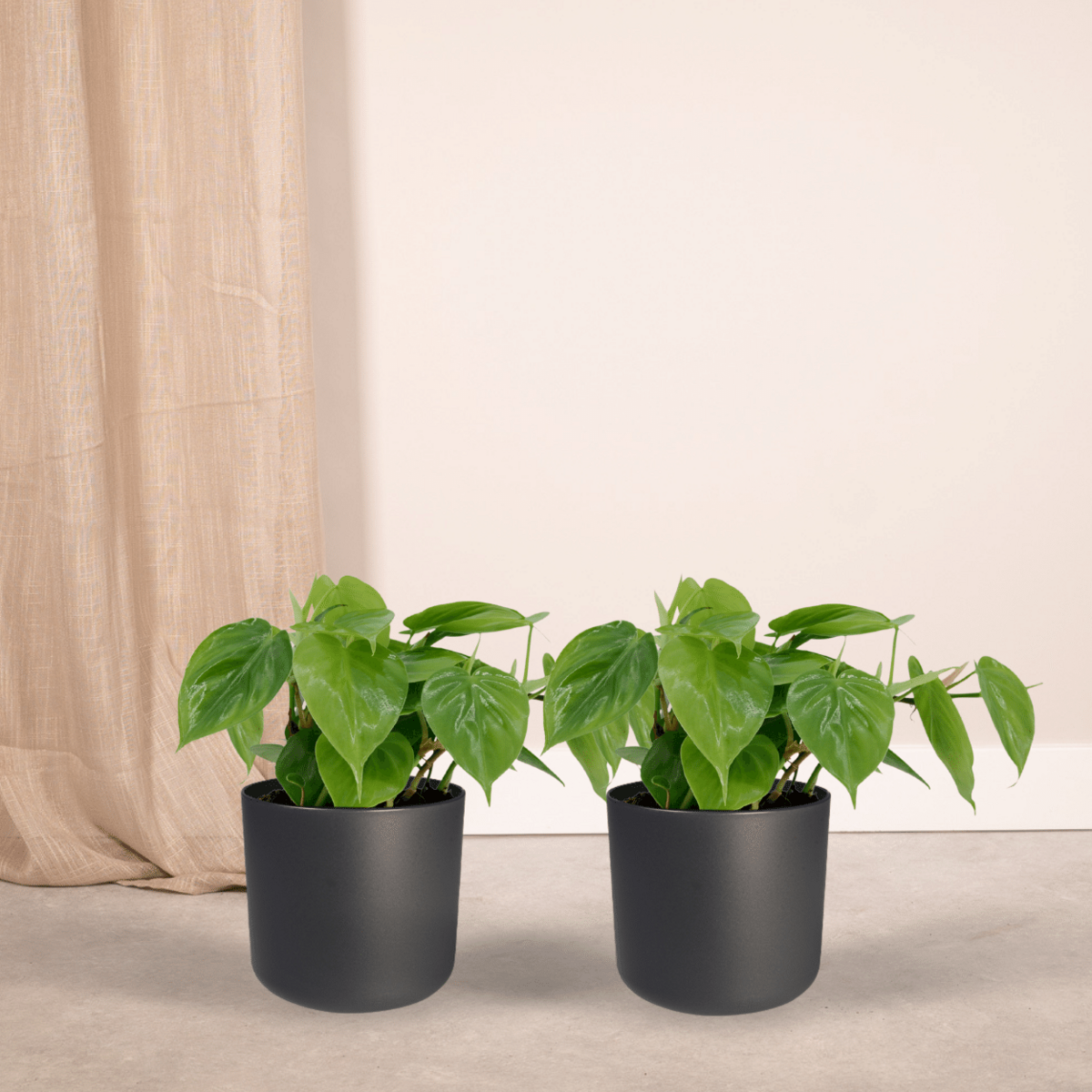 2x Philodendron klimplant Ø12 cm