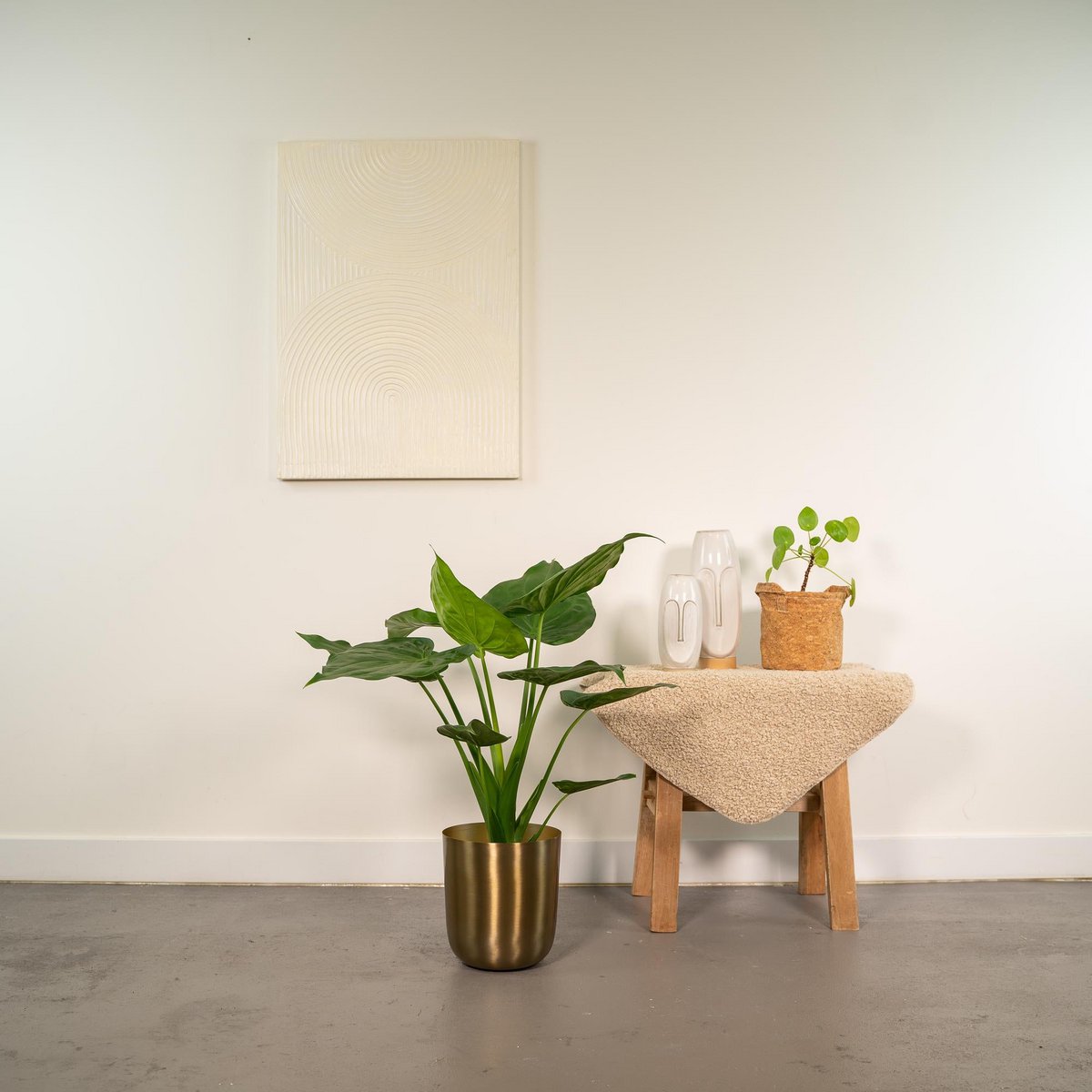Kamerplant Alocasia Cucullata Ø19cm ↕65cm met gouden blik