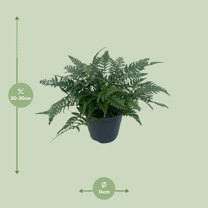 Polysteek Tsussimense 'Korean Rock Fern' 14cm (Buit Varen, Garden Fern) - Ø14cm - ↕30cm