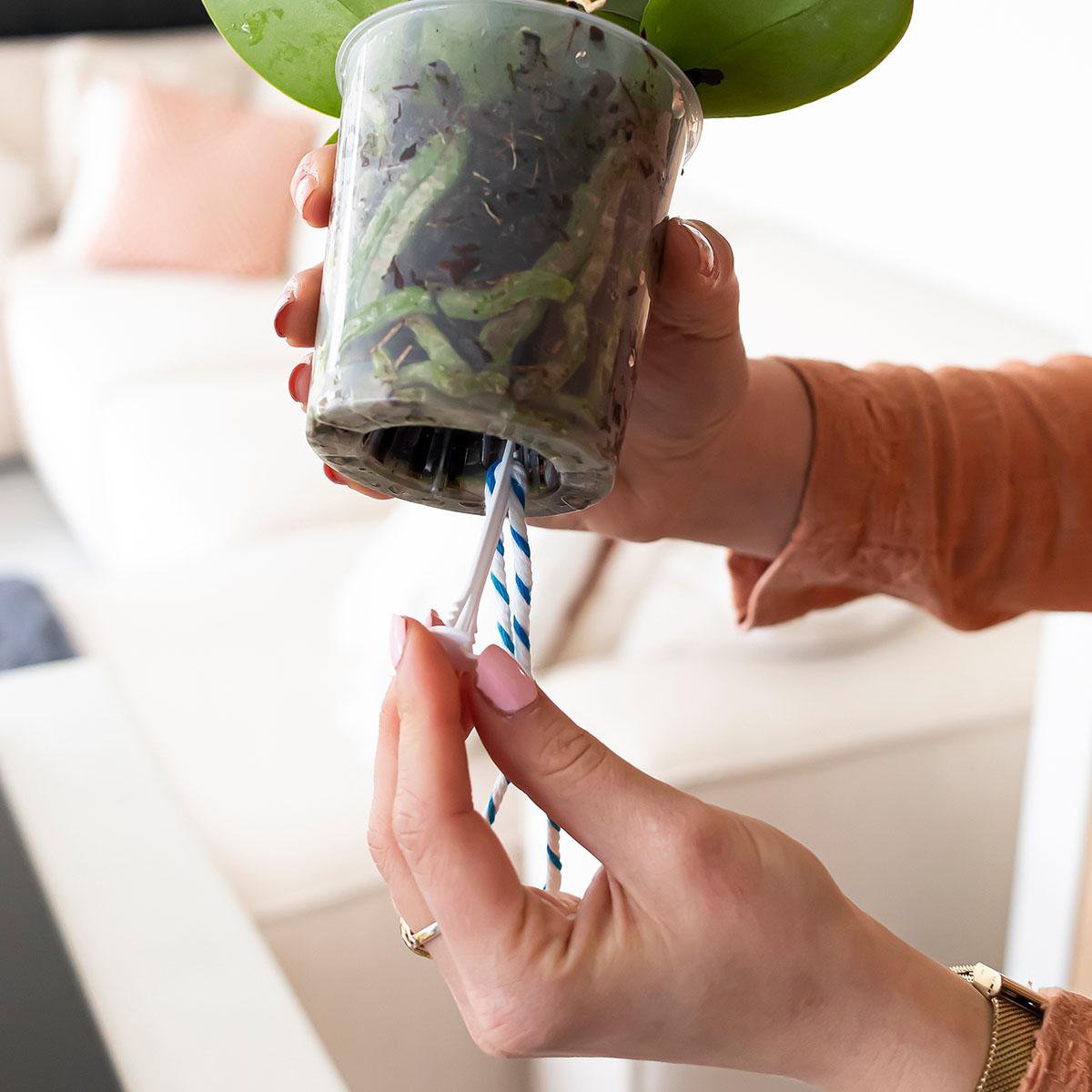 Watering Wicks for Orchids (3 Pieces)
