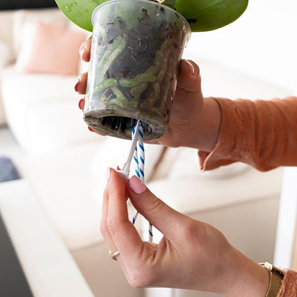 Watering Wicks for Orchids (3 Pieces)