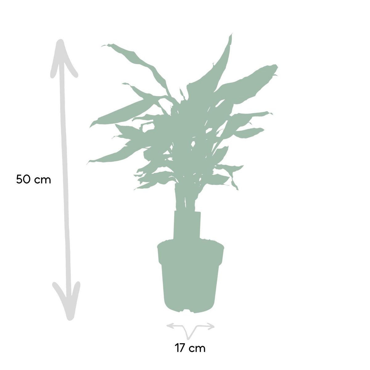 Dracaena geurstudnerer Green - ↨55cm - Ø17cm