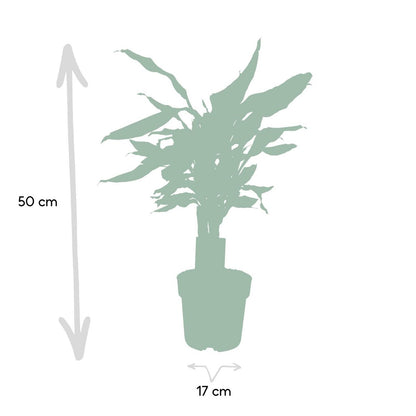 Dracaena geurstudnerer Green - ↨55cm - Ø17cm
