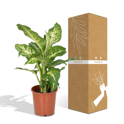 Dieffenbachia Mars - Dief van Bagdad - Ø17cm - ↕50cm
