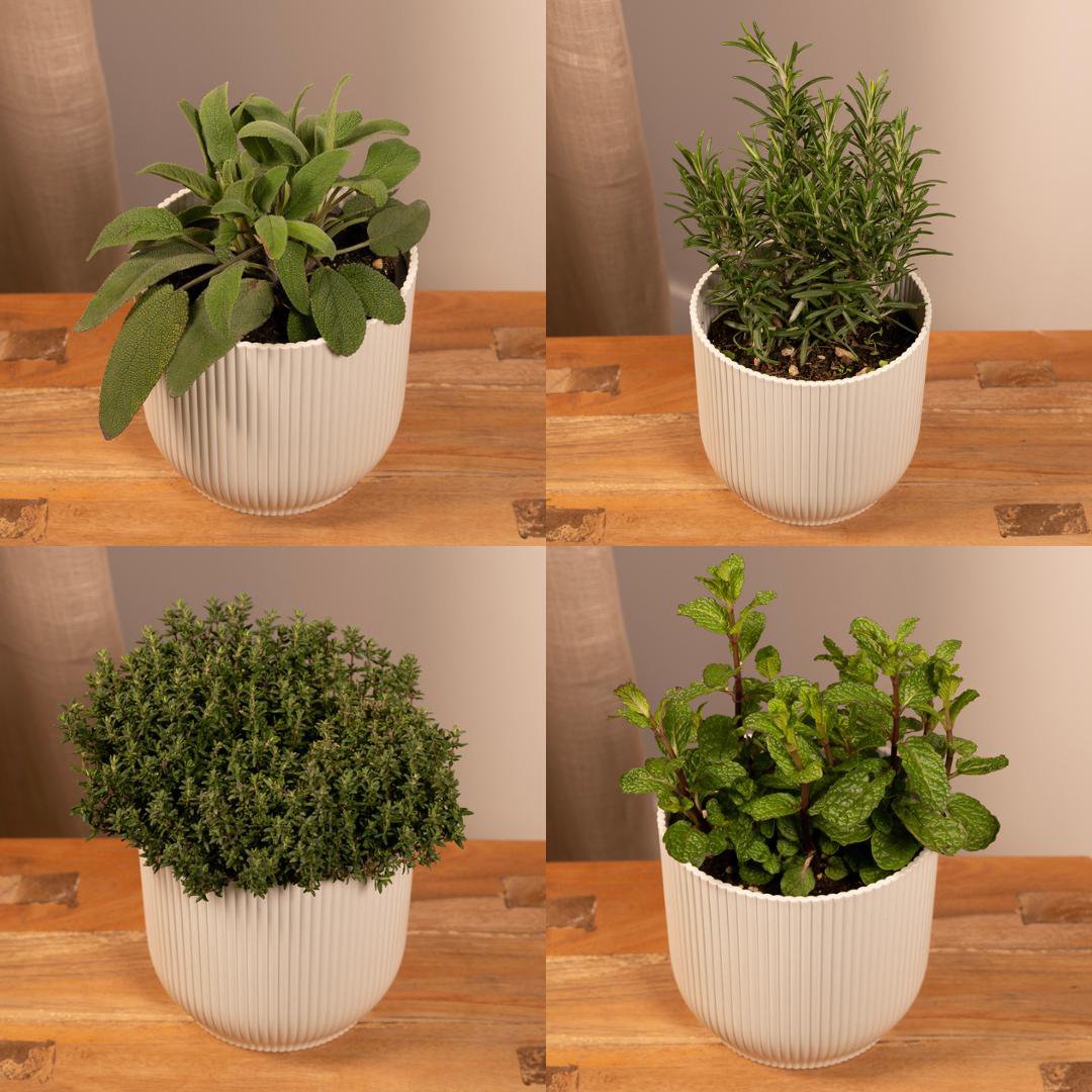 Tuinkruiden Mix - 1 stuk - Ø14cm - ↕18cm