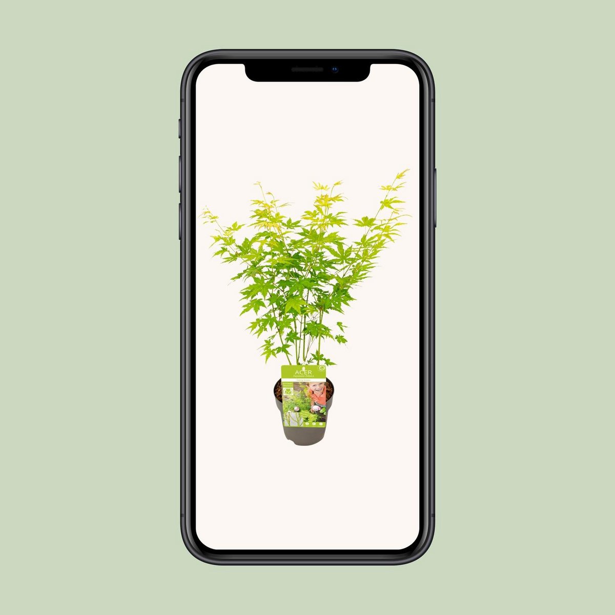 Acer palmatum green - Ø15cm - ↕30cm
