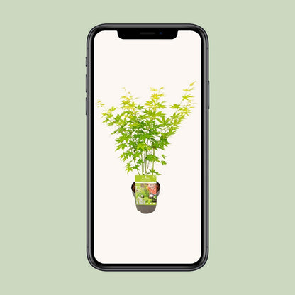 Acer palmatum green - Ø15cm - ↕30cm