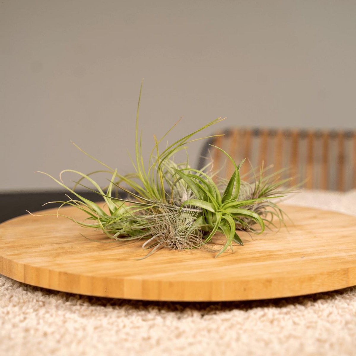 Tillandsia Air mix - 10 stuks - ø6cm - ↕6cm