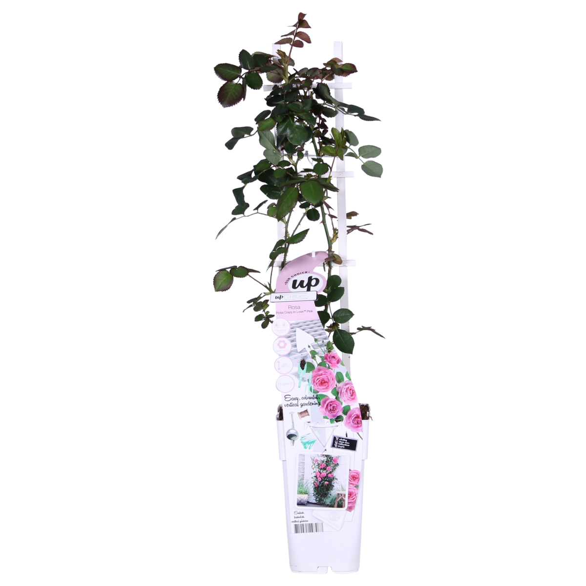 Klimroos Rosa Crazy in love 'Pink' 3 stuks 65cm Ø15