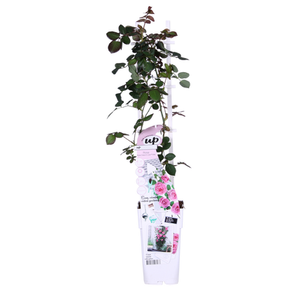 Klimroos Rosa Crazy in love 'Pink' 3 stuks 65cm Ø15