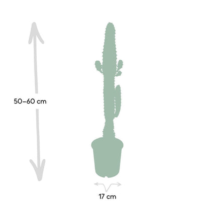 Cactus Euphorbia Acrurensis Ø17cm 50cm
