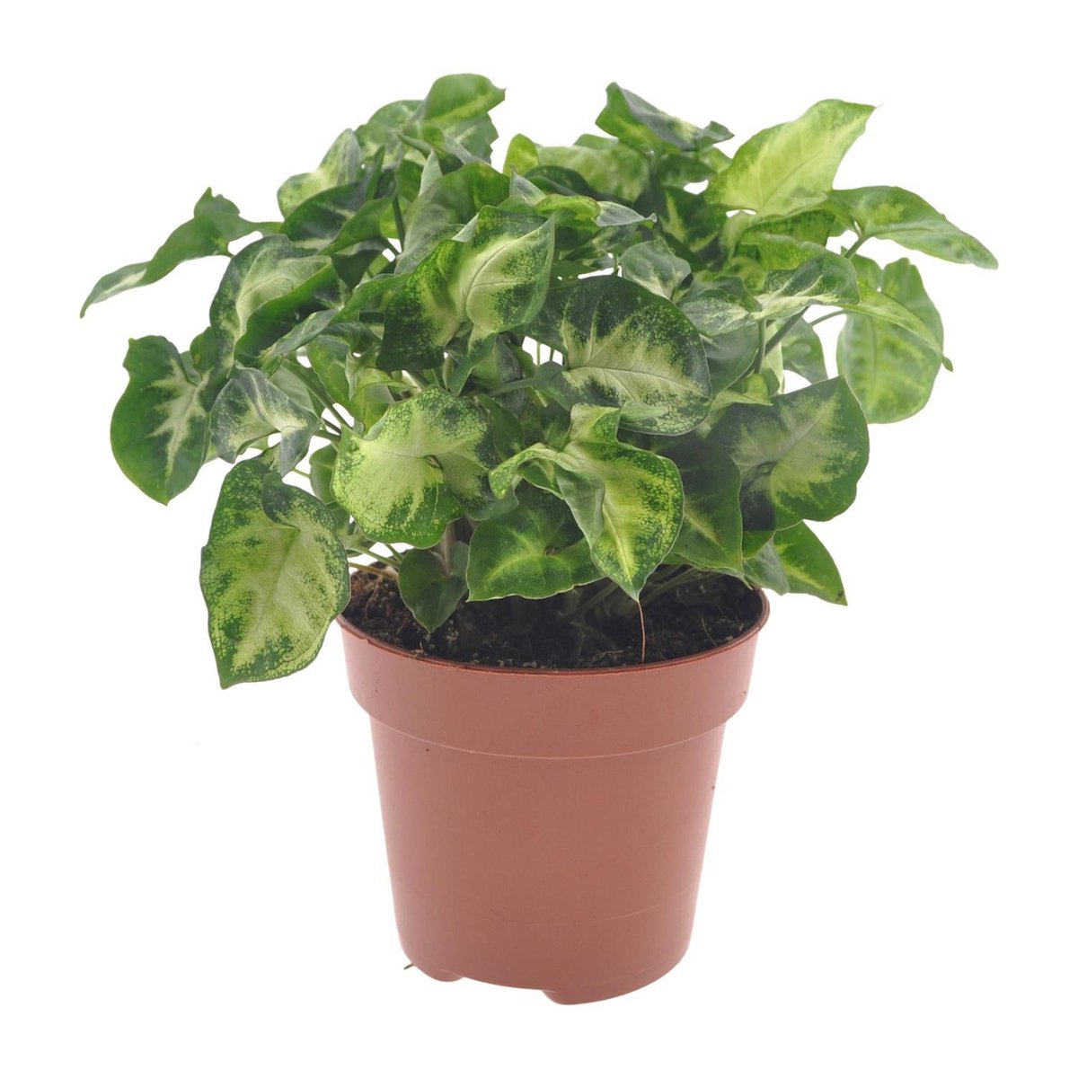 Syngonium pixie - Ø12cm - ↕20cm