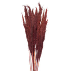 Droogboeket 100 cm rood bamboe gras