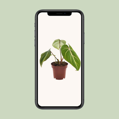 Kamerplant Philodendron Selloum Atom Ø12cm 25cm