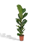 Fiddle-Leaf Fig - Rubber Plant - Ø21cm - ↕100cm