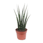 Sansevieria Fernwood Mikado kamerplant Ø12cm ↕40cm