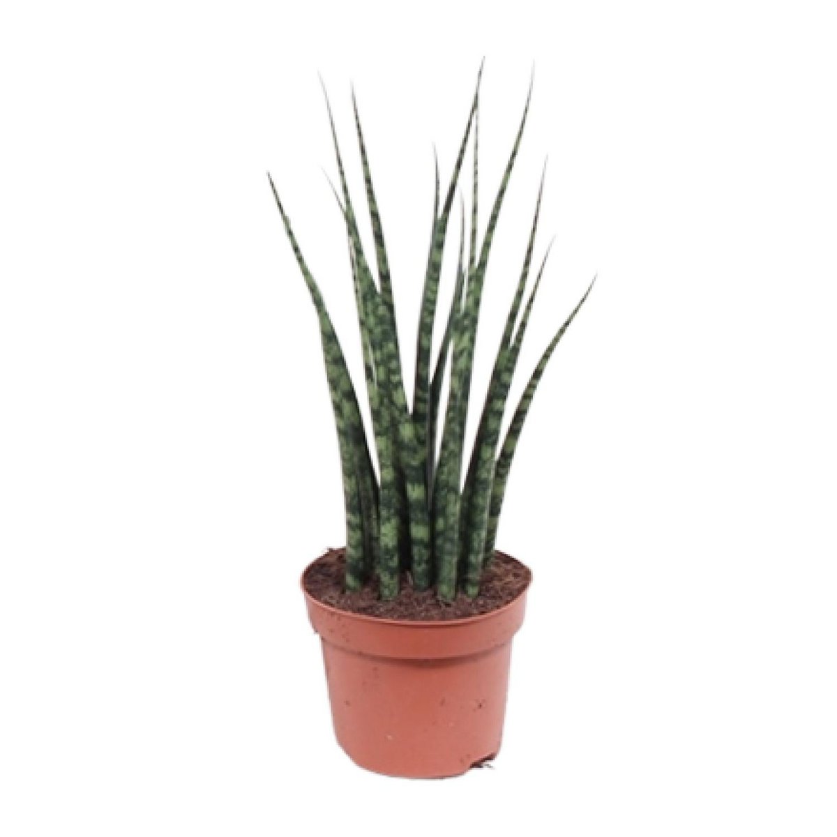Sansevieria Fernwood Mikado kamerplant Ø12cm ↕40cm