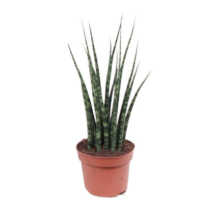 Sansevieria Fernwood Mikado kamerplant Ø12cm ↕40cm