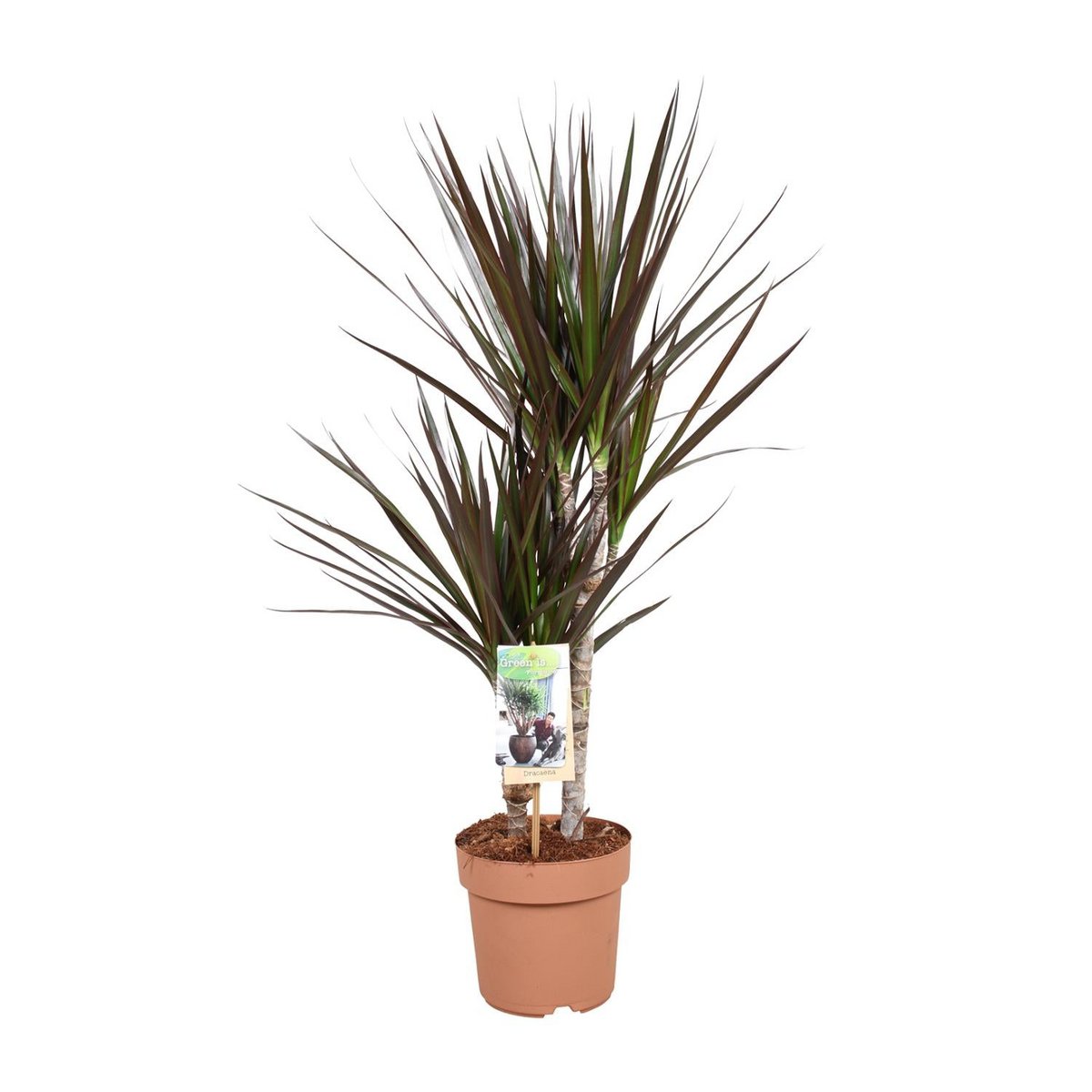 Dracaena Magenta kamerplant Ø17cm 80cm