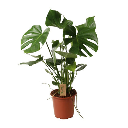 Kamerplant Monstera Ø21cm 55cm