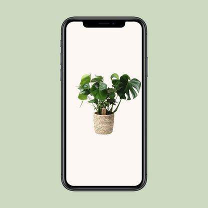Kamerplant Monstera 60 cm potmaat 21 cm